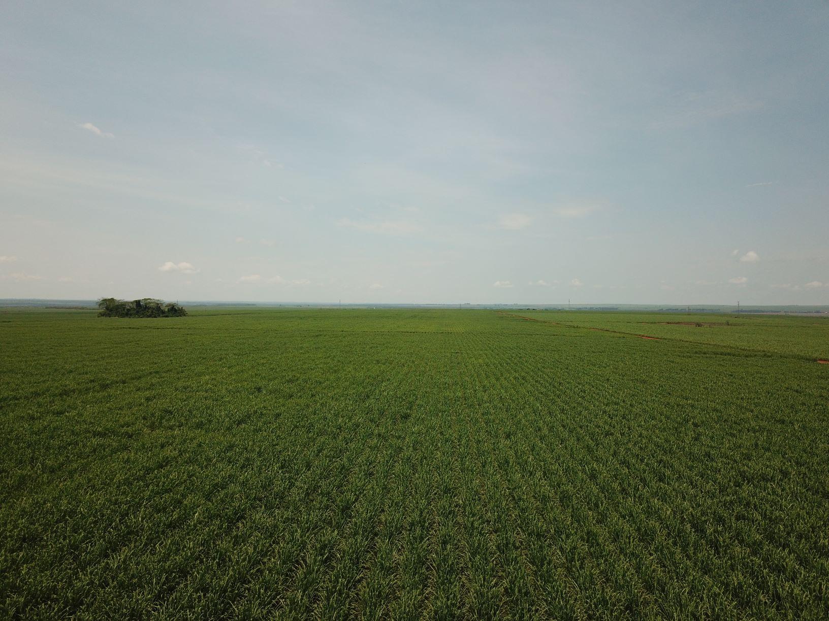 Na reta final da safra, produção de cana-de-açúcar atinge 46,4 milhões de toneladas